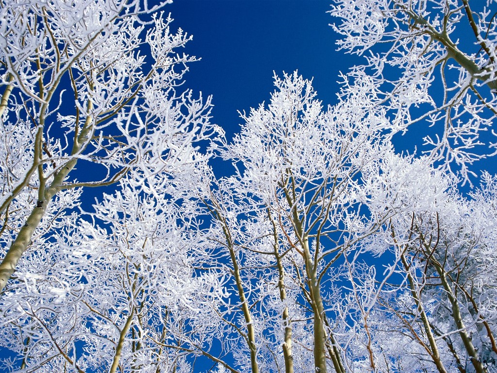 an_everclear_afternoon__snow_covered_trees.jpg
