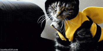 1Nvt.gif