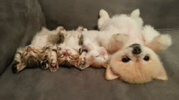 kittens-pup-asleep-in-a-row