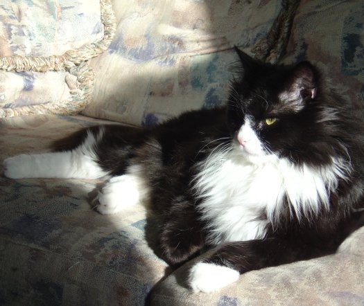 tuxedo_cat_in_a_sunbeam.jpg