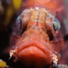 fish-face-eyes.gif