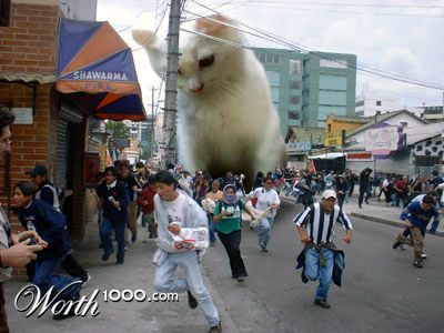 t24eadf_giant-kitten.jpg