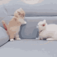 kitten-smol.gif