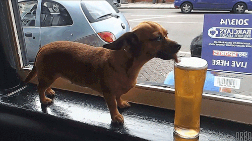cute-funny-dog-animated-gif-53.gif