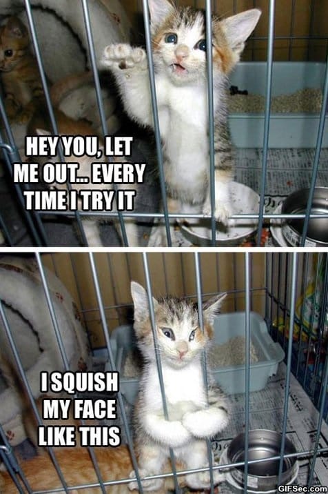 Cute-cat_2.jpg