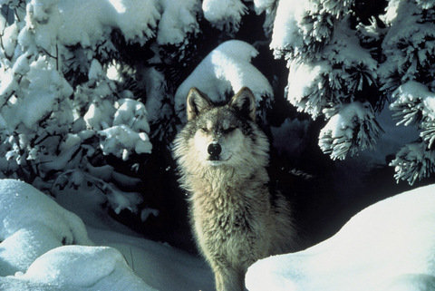 gray-wolf-winterjpeg-a0eb5fd344e06827.jpeg