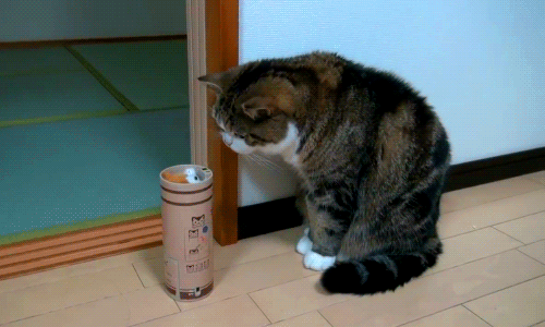 pop