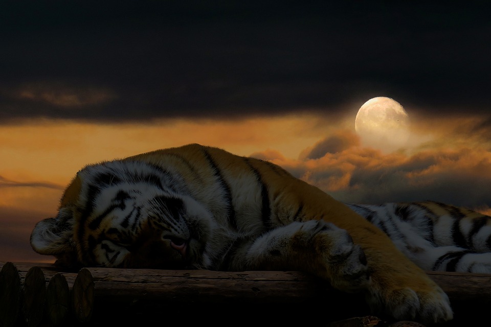 tiger-3655827_960_720.jpg