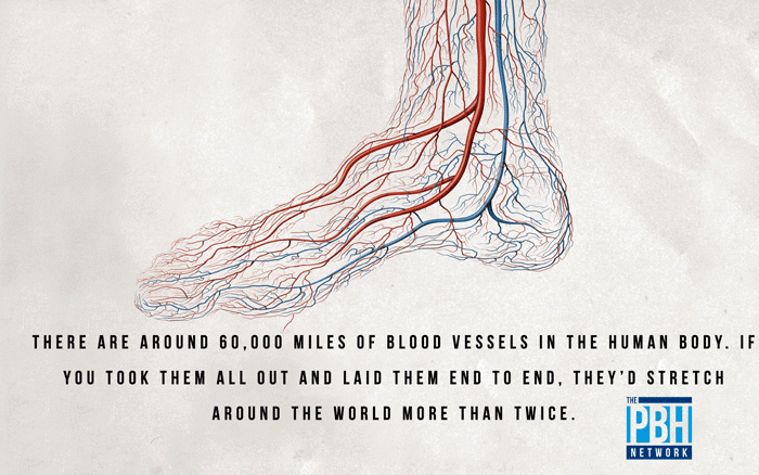blood-vessels.png