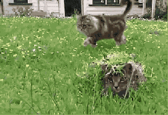 gif-camouflaged-cat-revealing-itself-to-another-cat