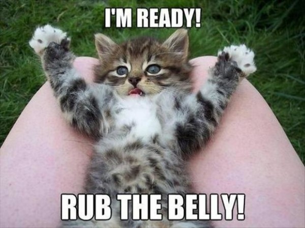 funny-kitten-rub-my-belly-600x448.jpg