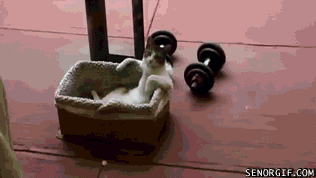 spirit-animal