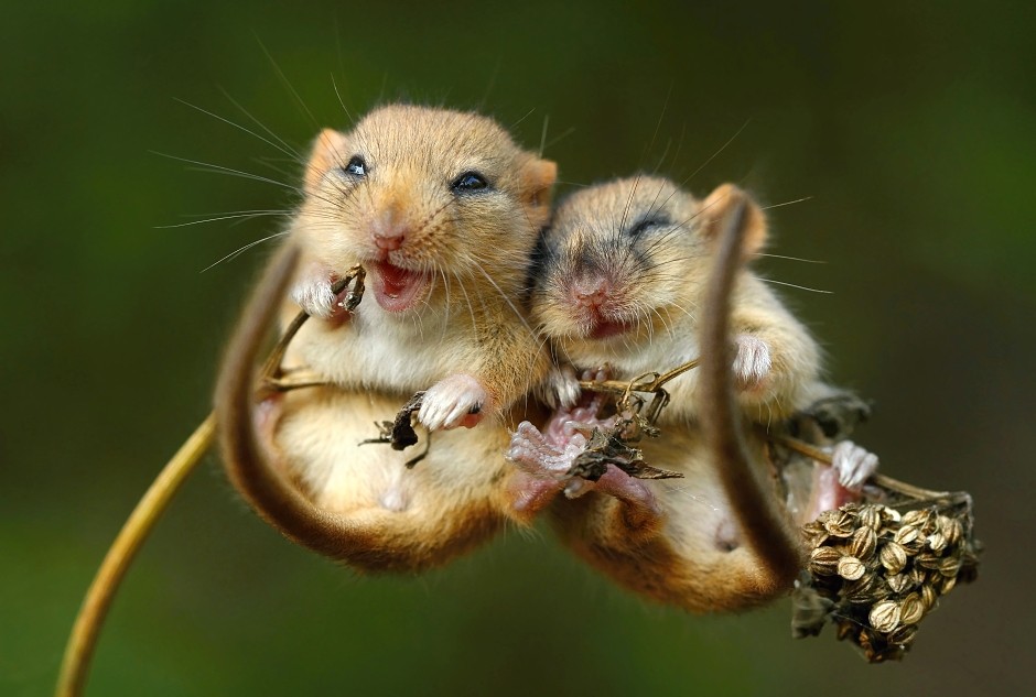 cute-baby-animals-a-46.jpg