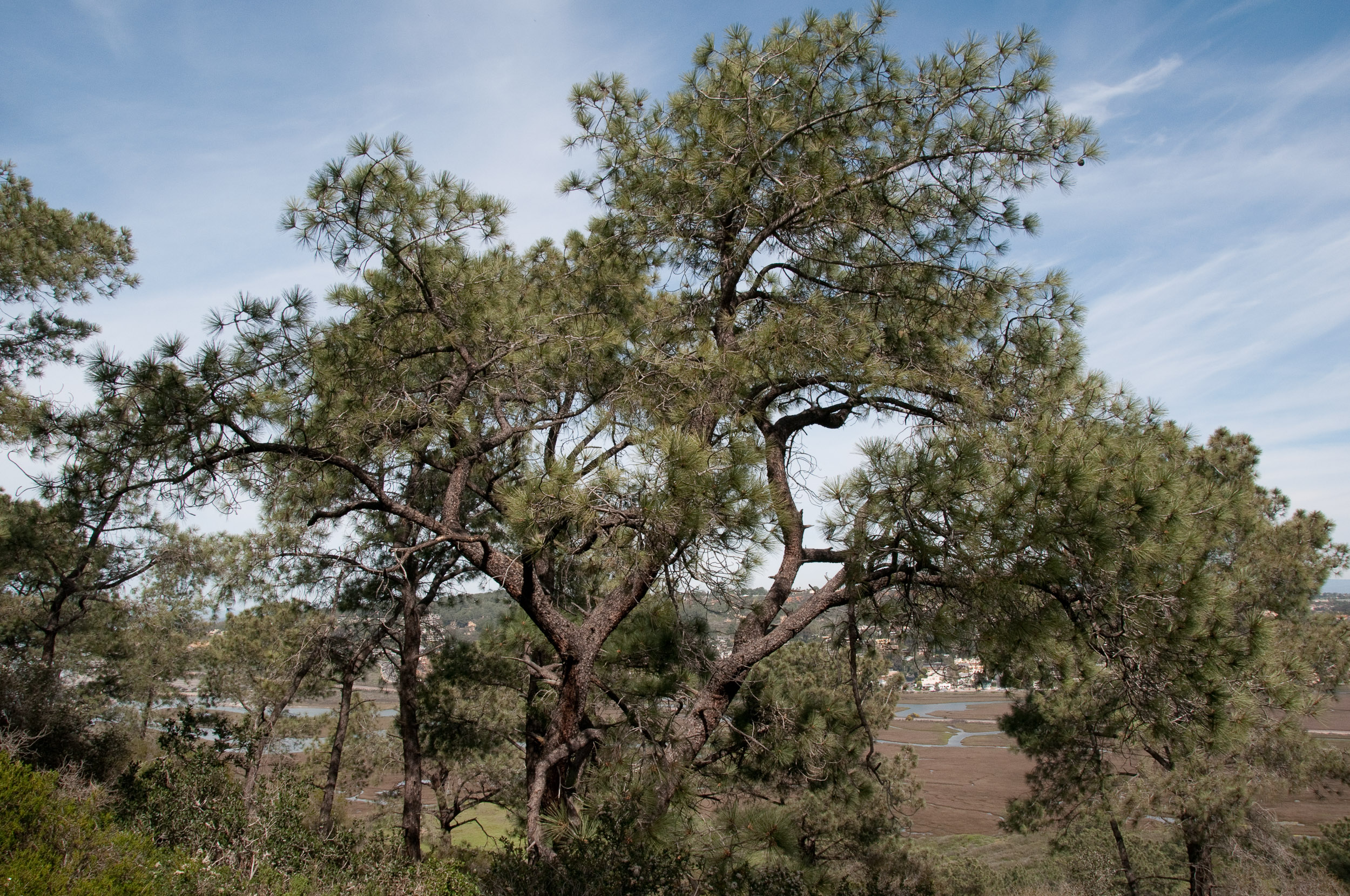 Pinus_torreyana-04F366B0B3.jpg