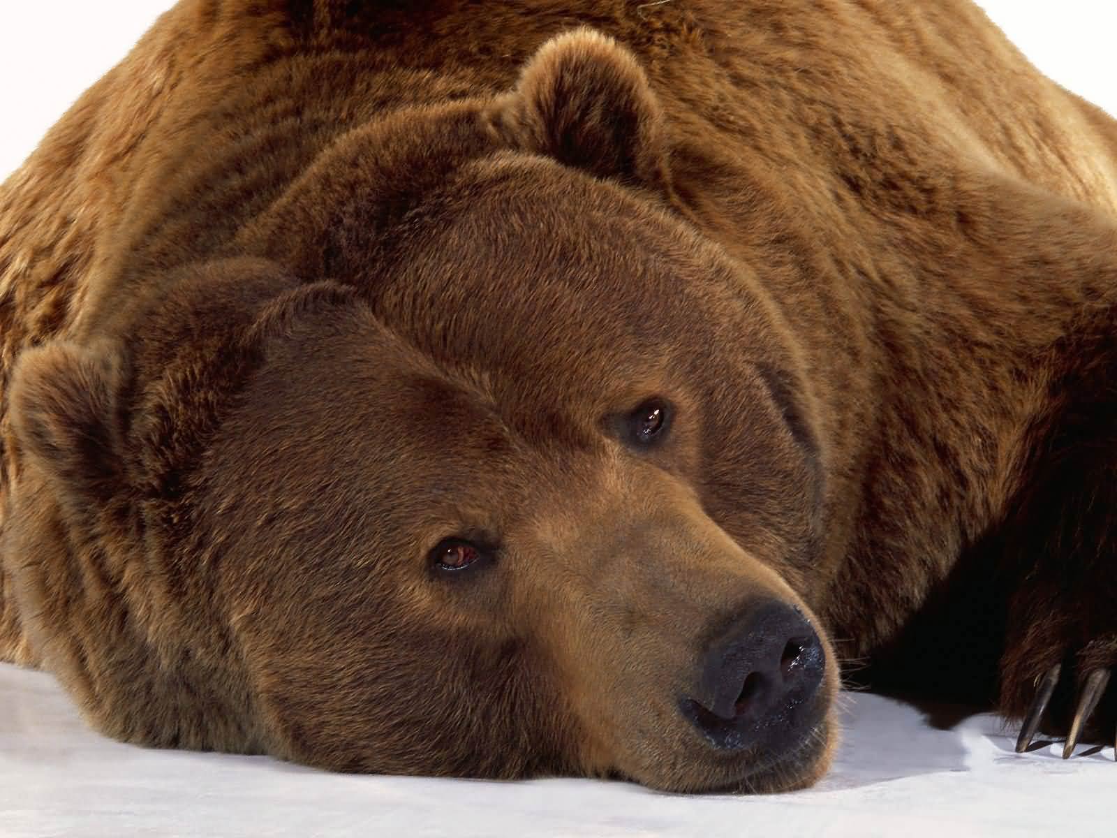 bear-wallpaper-6.jpg