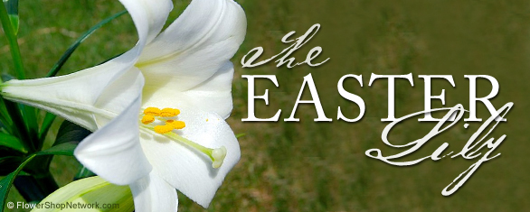 easter-lily.jpg