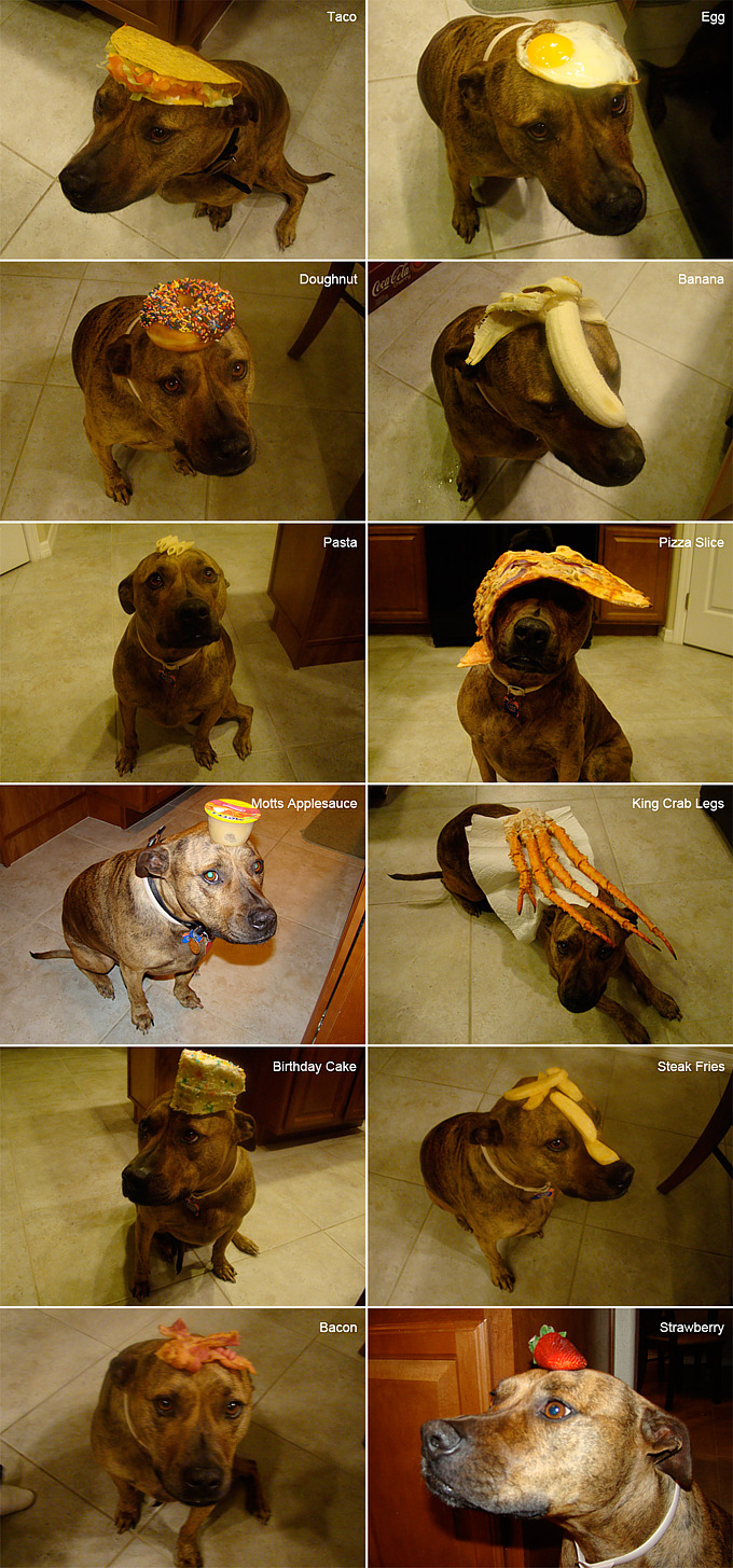 stuff-on-dog_sm.jpg