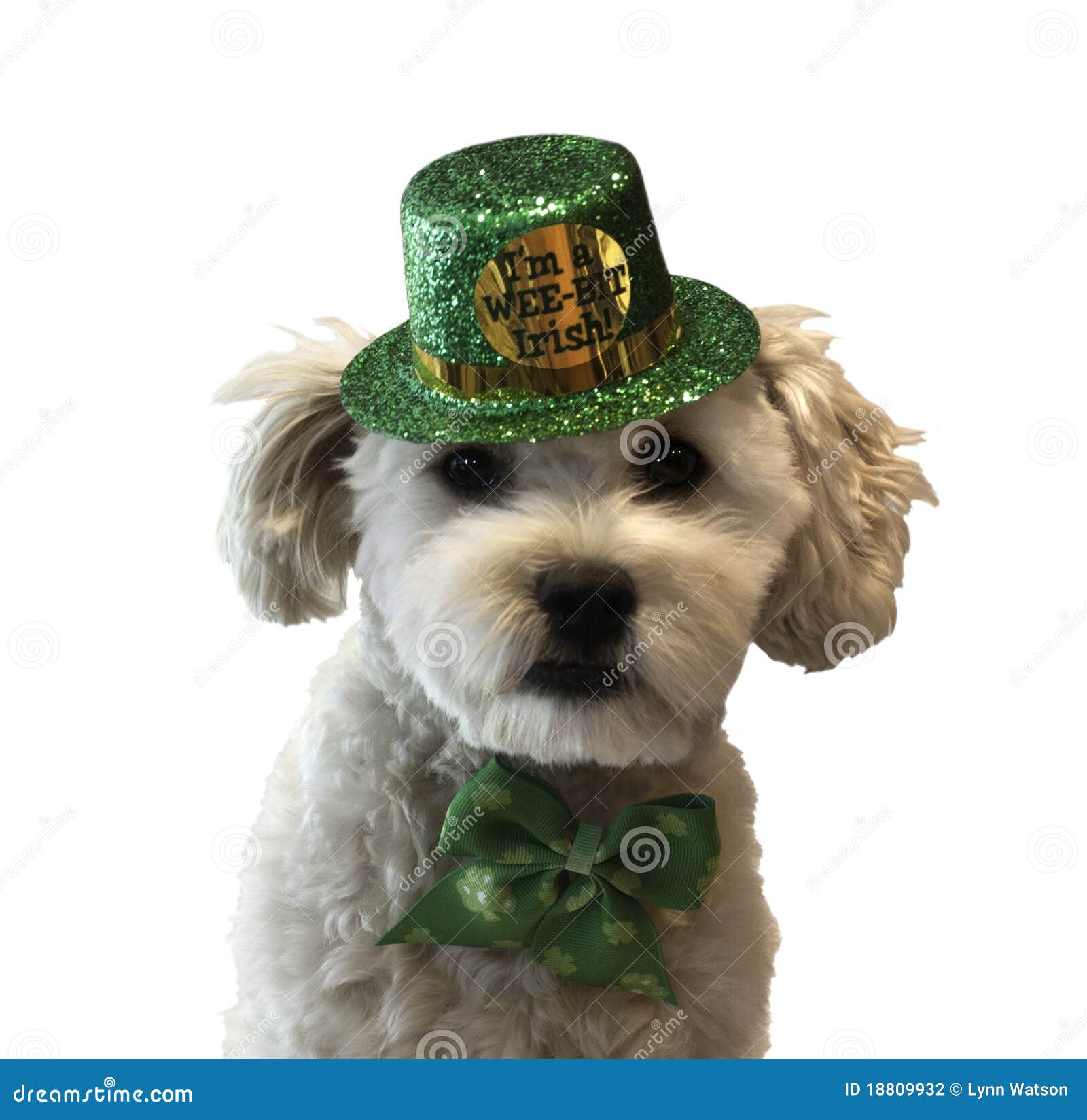 st-patrick-s-day-dog-18809932.jpg