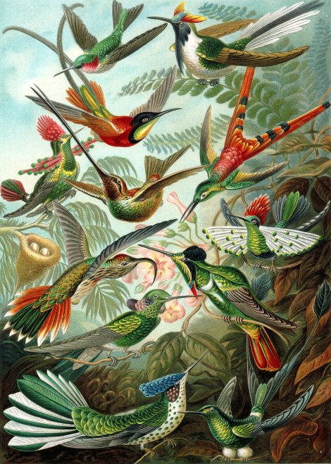 hummingbirds-haeckel1.jpg%3Fw%3D470%26h%3D659