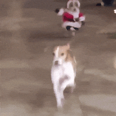 giphy-downsized.gif