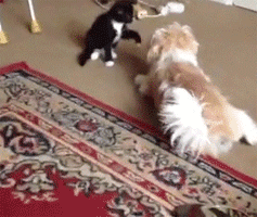 master.gif
