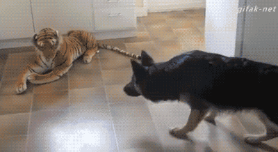 eb880d4ebacd6c7161bb9dc84a5640e8.gif