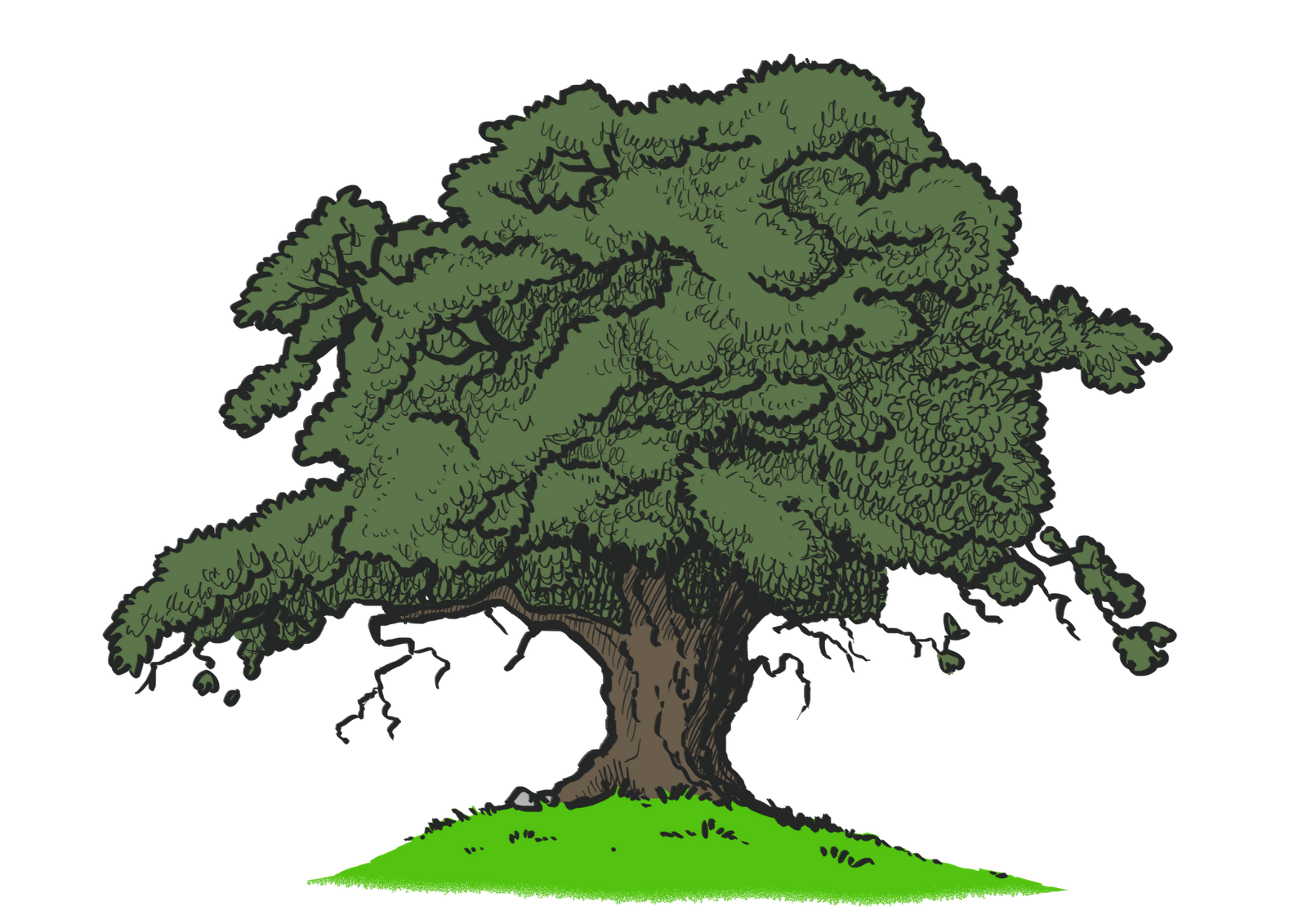 Oak+tree+colour.png