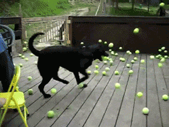 t4m.gif