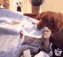 dog-eat.gif