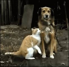 ani_cat-nuzzles-dog.gif