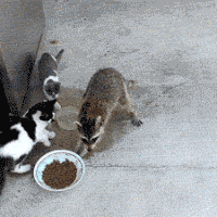 giphy.gif