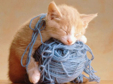 sleepy_kitten.jpg