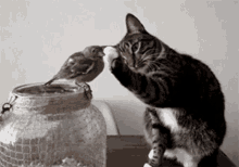 play-with.gif