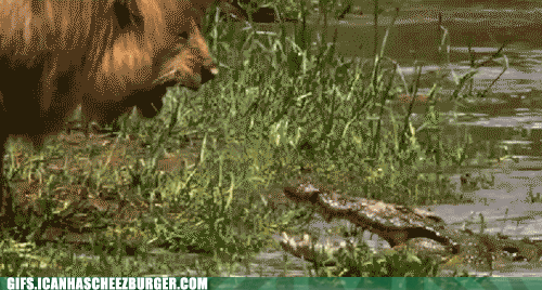 rawr-rawr