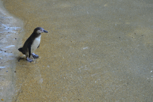 df080c3c0becdd21fccfd19fcc892145.gif