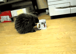 giphy.gif