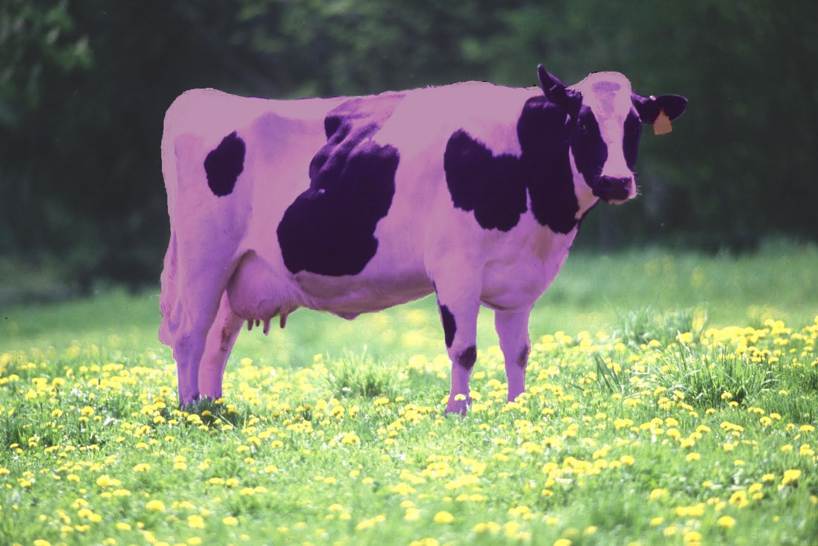 Purple%2Bcow.jpg