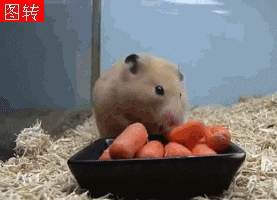 PeEeK7H.gif