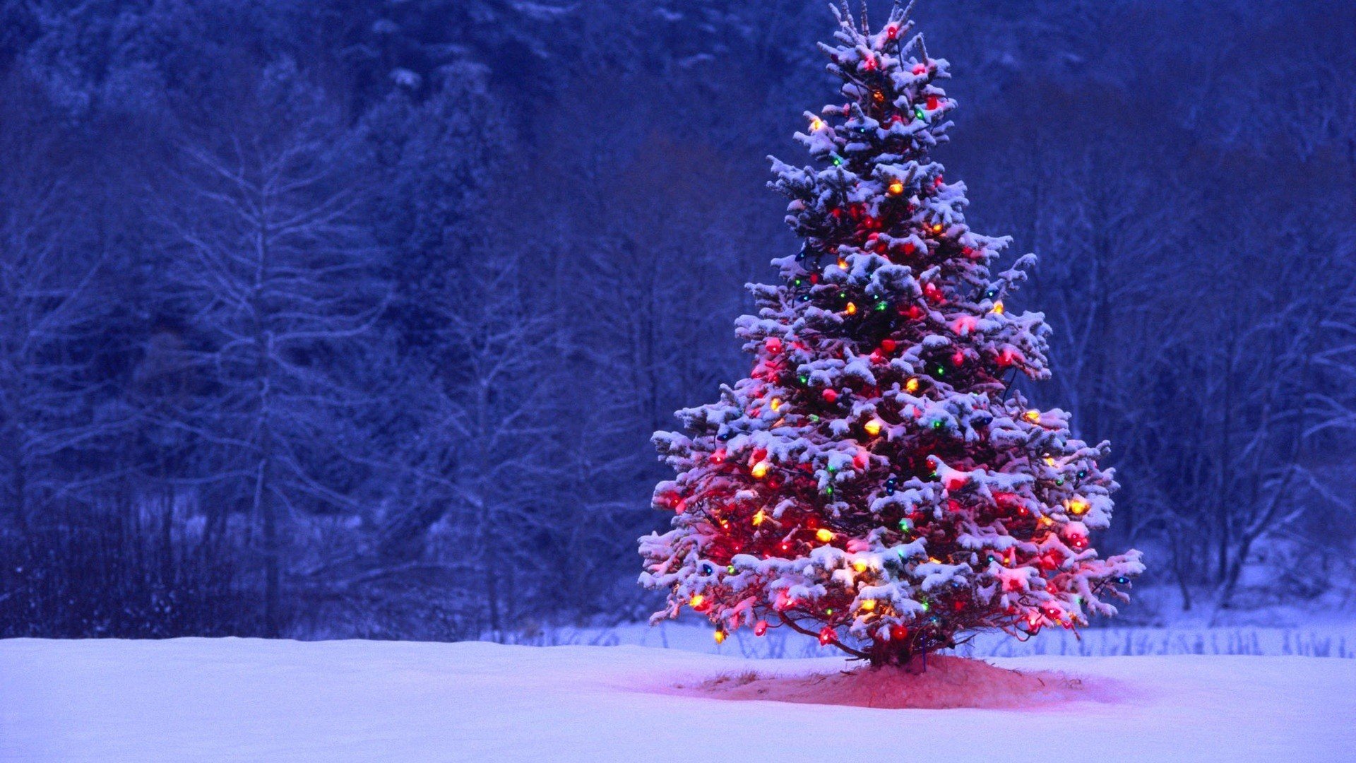 xmass-tree.jpg