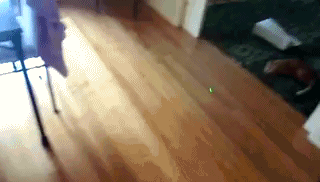 cat-bowling