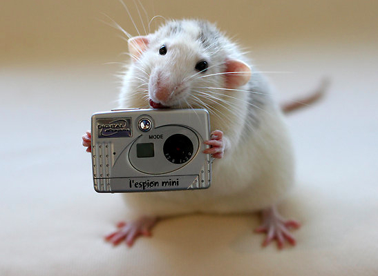 cuterats11.jpg