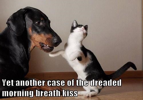 that-is-some-serious-dog-breath