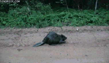 source.gif