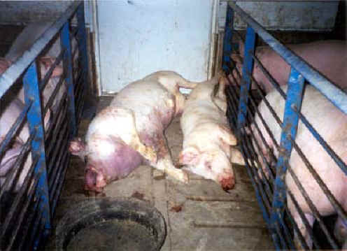 pig-ff-02.jpg