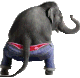 elephant-twerk.gif