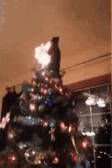 christmas-fail-cat.gif