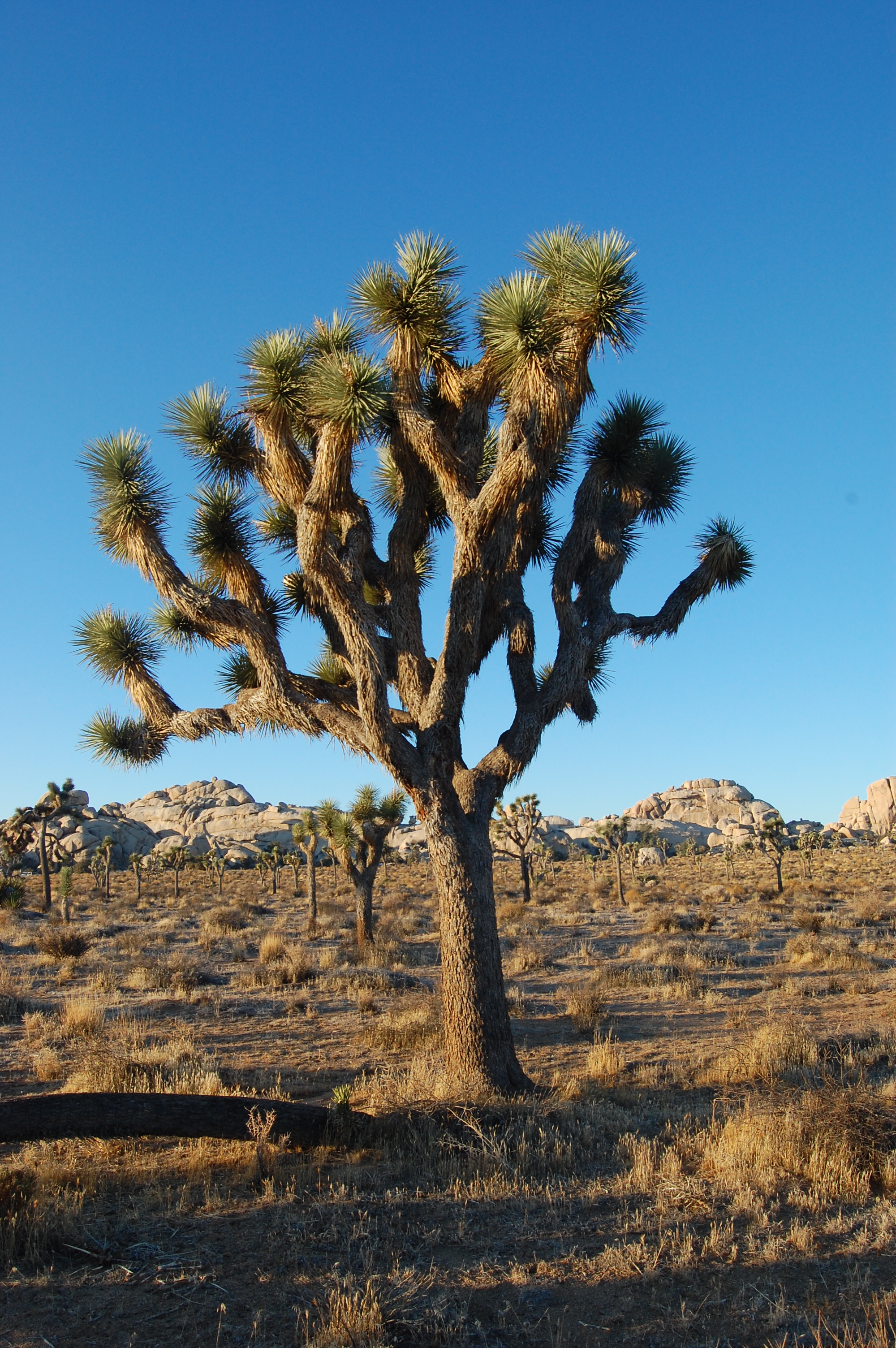 Joshua_Tree_NP_-_Joshua_Tree_3.jpg