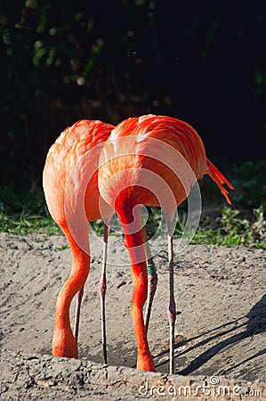 pink-flamingos-hiding-their-heads-like-ostrich-18842497.jpg