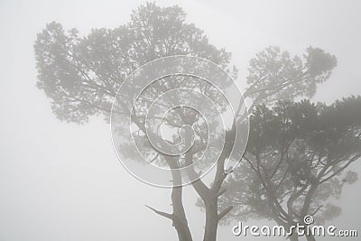 pine-trees-fog-15299197.jpg