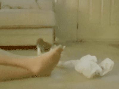 kitten-learns-to-fear-bobs-smelly-feet